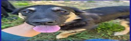 Meticcio cani in regalo: SEMOLINO CUCCIOLOTTO 6 MESI MIX BORDER - Annuncio 12