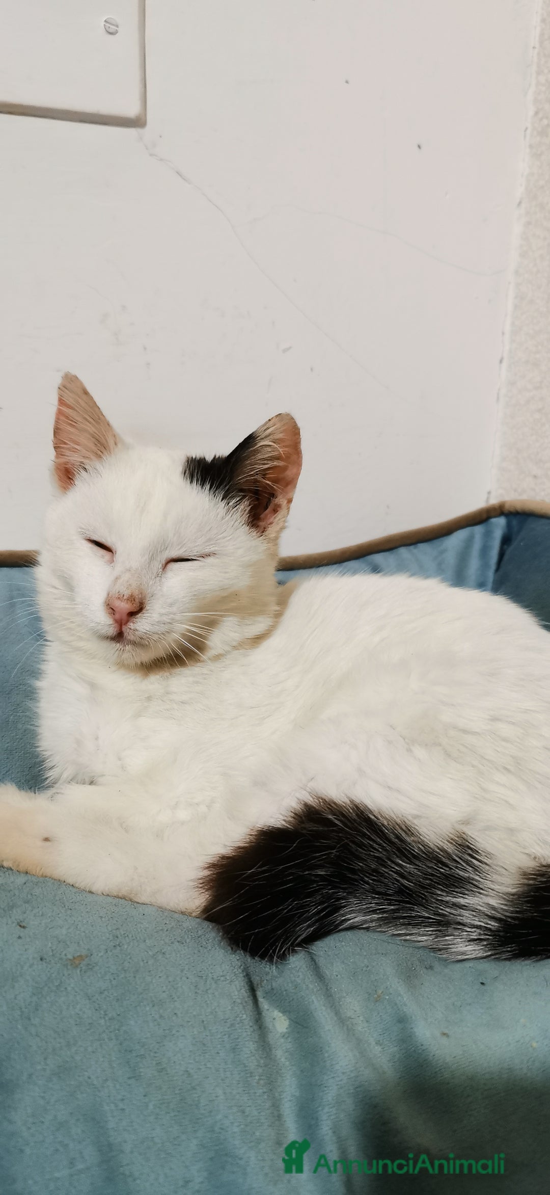 Europeo gatti in regalo: Gattina Bianca - Annuncio 2