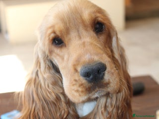 Cocker cani Cocker spaniel inglese - Annuncio 33