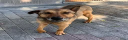 Meticcio cani in regalo: ULISSE TIMIDONE - Annuncio 3