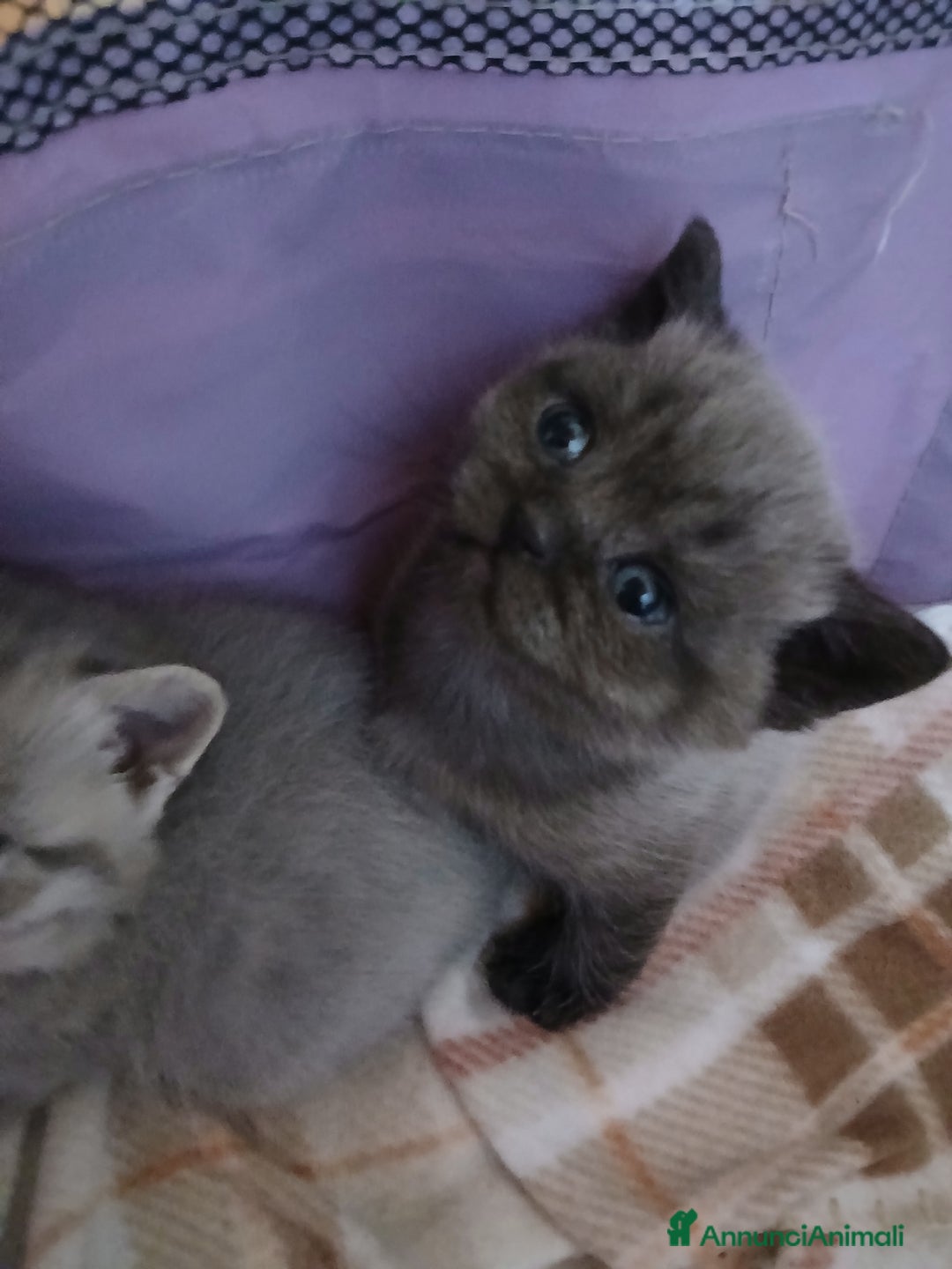 Scottish gatti in vendita: Cuccioli scottish straight - Annuncio 7