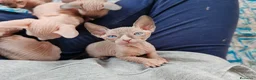 Sphynx gatti in vendita: Cuccioli Canadian Sphynx  - Annuncio 7