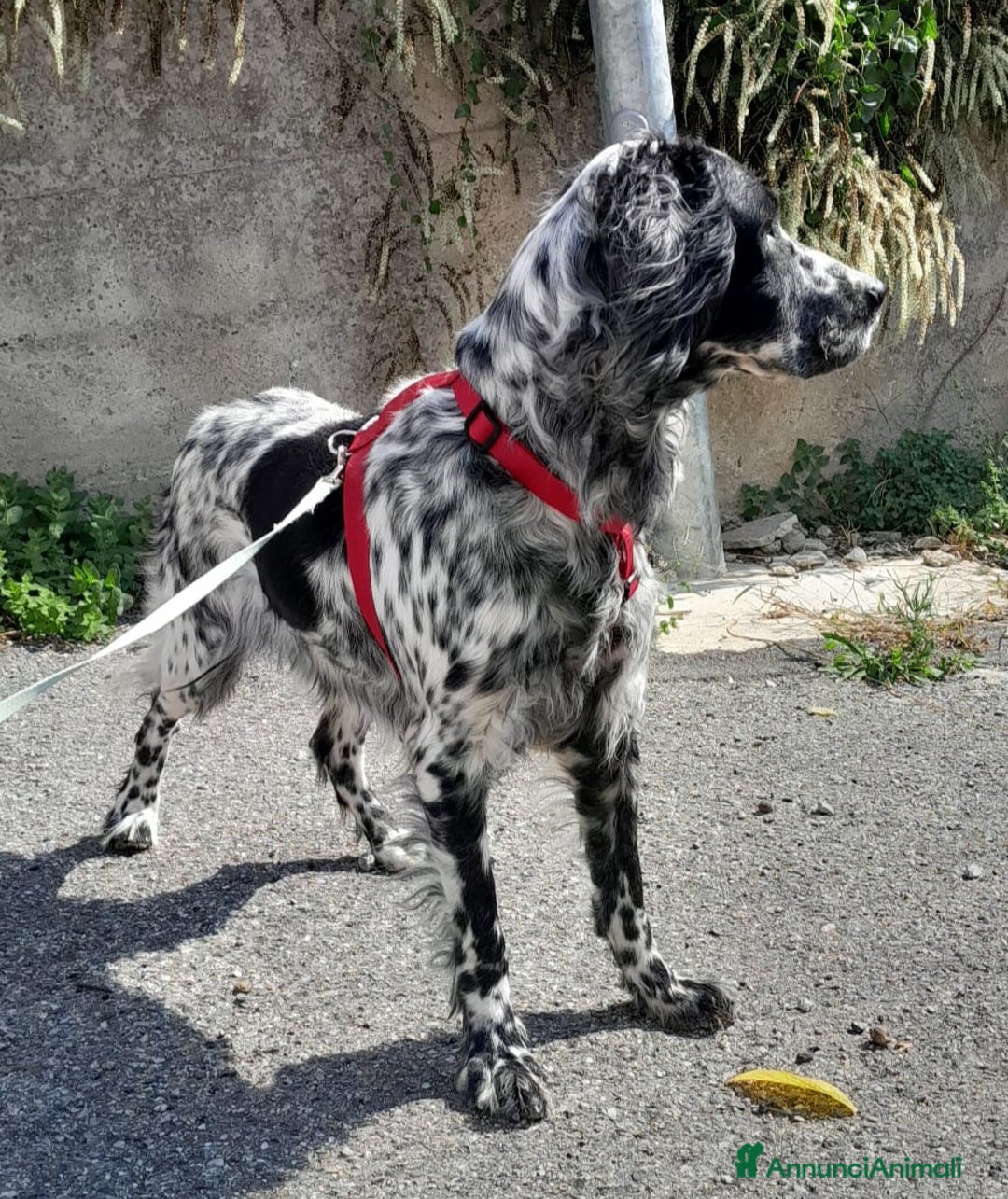 Setter Inglese cani in regalo: UNA FAMIGLIA PER PERLA  - Annuncio 4