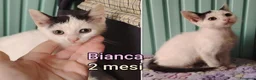 Altre razze gatti in regalo: GATTINI ABBANDONATI: URGENTE  a Città Metropolitana di Torino - Annuncio 8