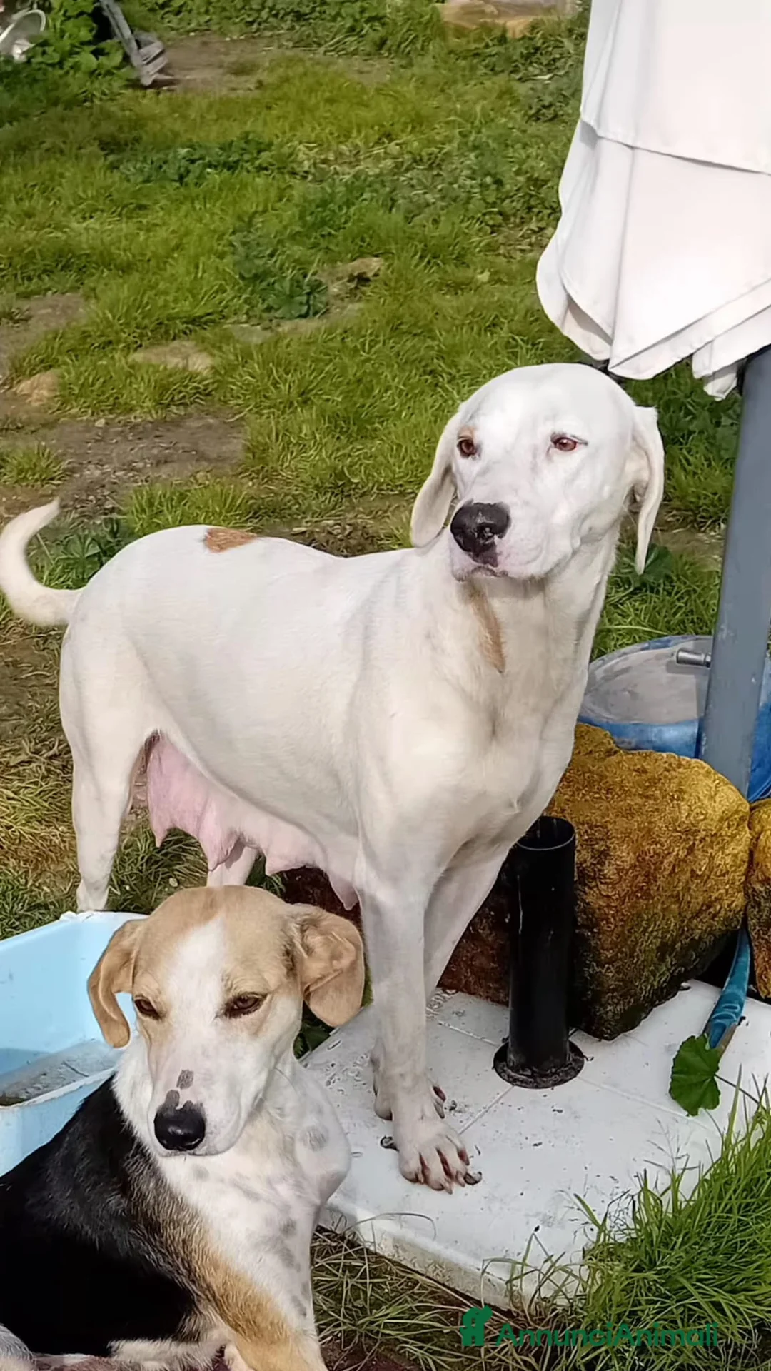 Altre razze cani in regalo: candy - Annuncio 5