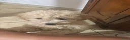 Barboncino cani in vendita: Barboncina - Annuncio 3