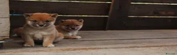 Shiba Inu cani in vendita:   Mame Shiba di piccola taglia – cuccioli rossi  - Annuncio 2