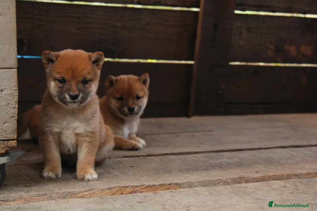 Shiba Inu cani in vendita:   Mame Shiba di piccola taglia – cuccioli rossi  - Annuncio 2