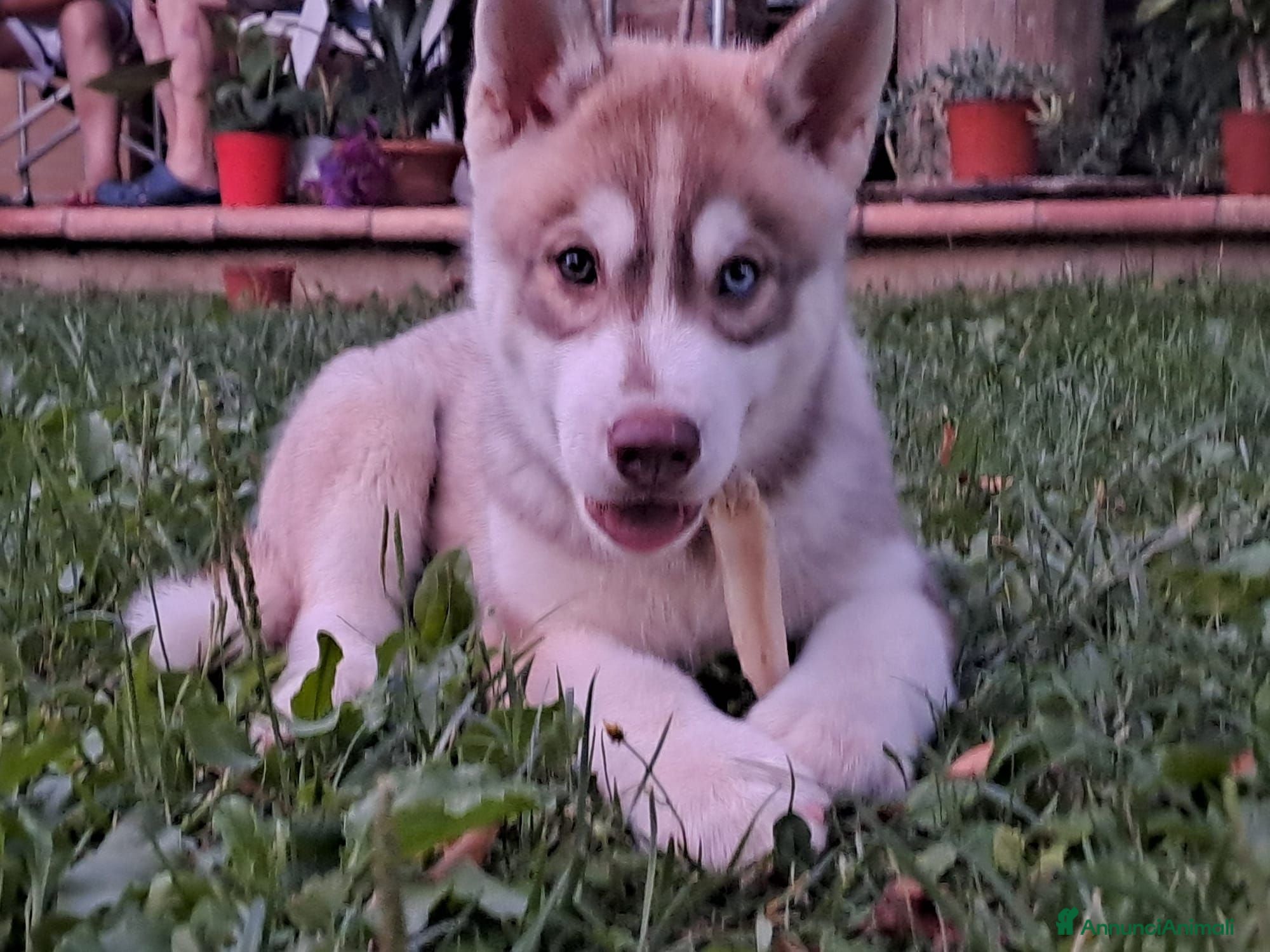 Husky cani Splendidi cuccioli di siberian husky - Annuncio 9