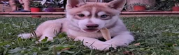 Husky cani in vendita: Splendidi cuccioli di siberian husky - Annuncio 1