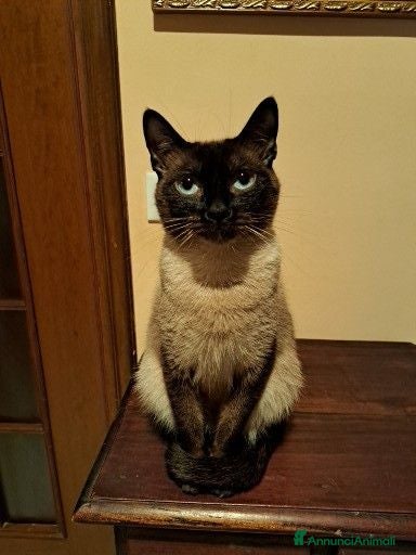 Siamese gatti Gatta siamese  - Annuncio 2