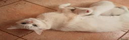 Ragdoll gatti in regalo: Regalo 2 gattine incrocio di Ragdoll - Annuncio 5