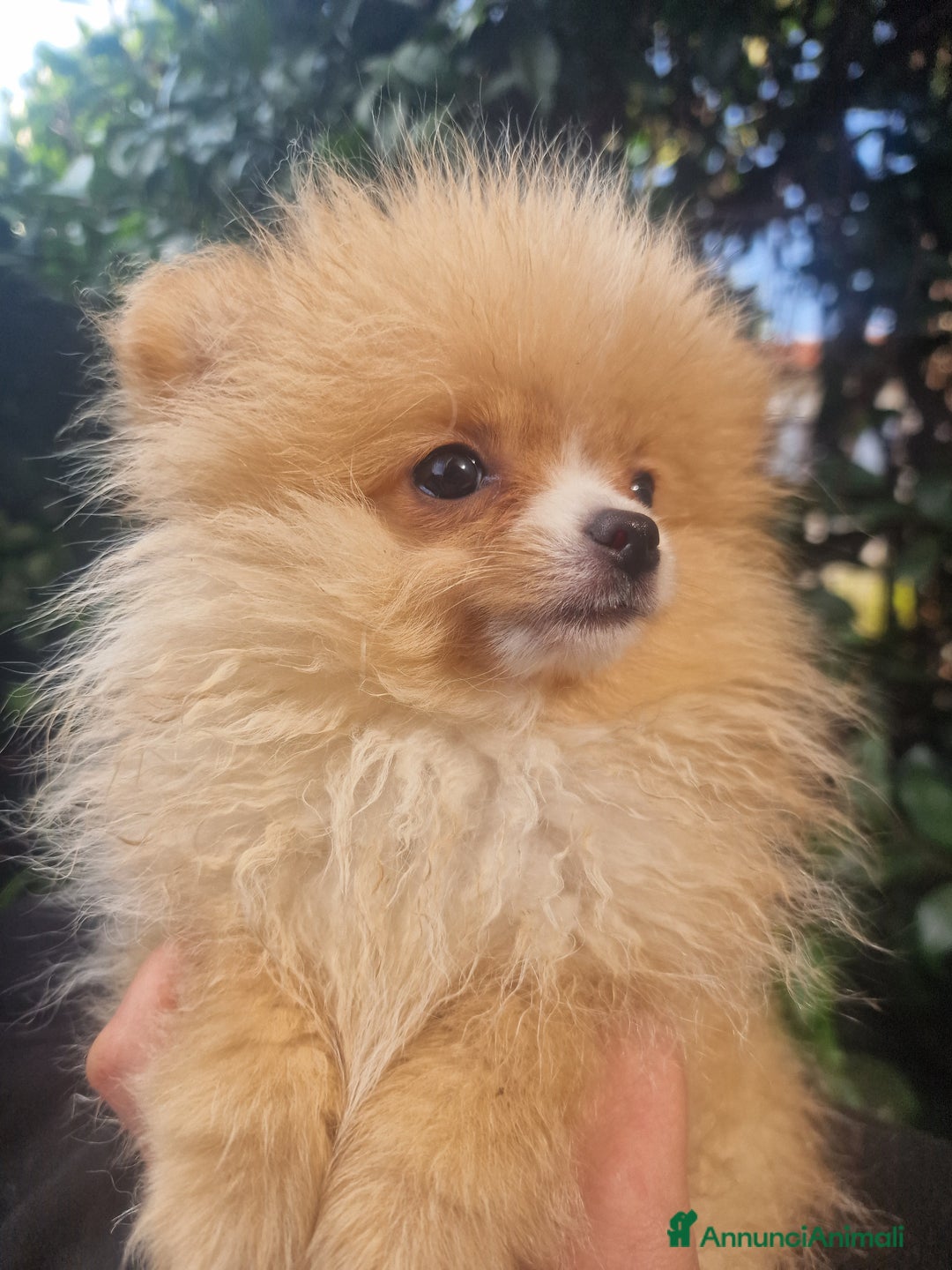 Volpino Pomerania cani in vendita: Due maschietti disponibili  - Annuncio 3