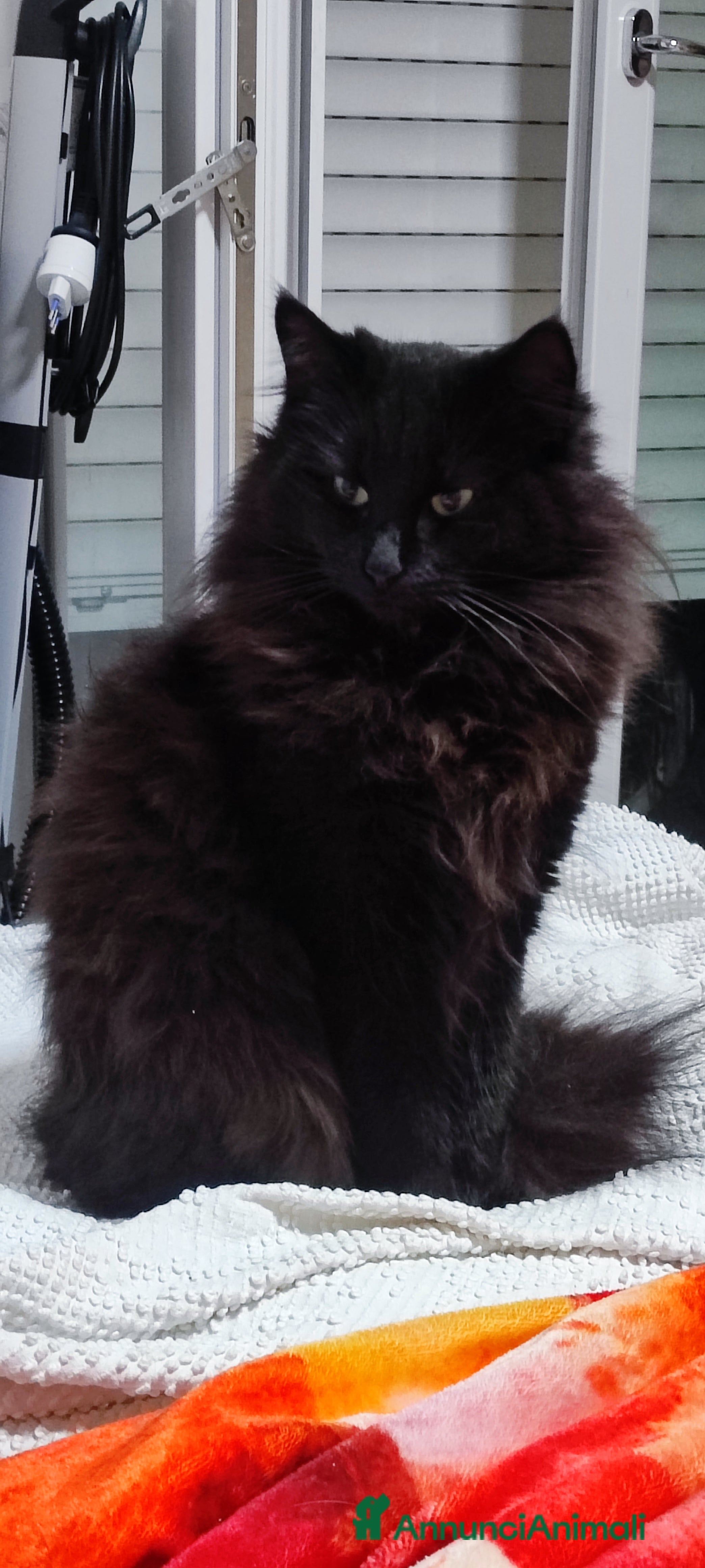 Norvegese gatti Noah norvegese delle foreste - Annuncio 2