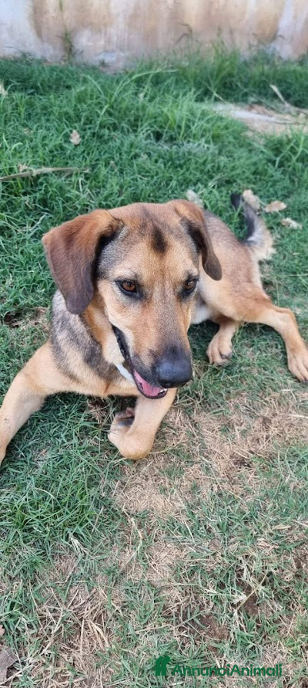 Meticcio cani in regalo: ARCHIMEDE, simil segugio, 3 anni di simpatia - Annuncio 6