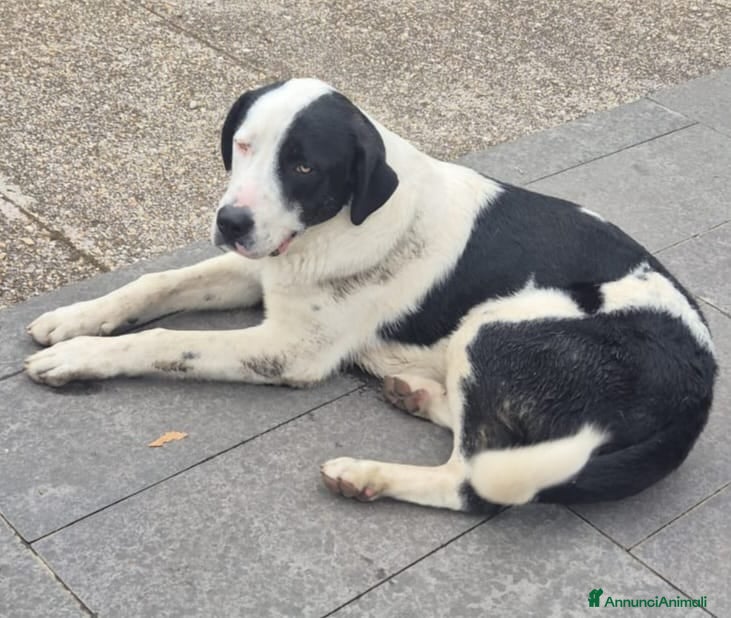 Altre razze cani Bruno, super cucciolone dolcissimo cerca casa  - Annuncio 2