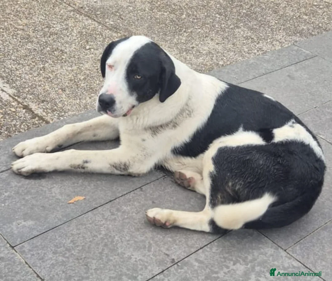 Altre razze cani in regalo: Bruno, super cucciolone dolcissimo cerca casa  - Annuncio 2