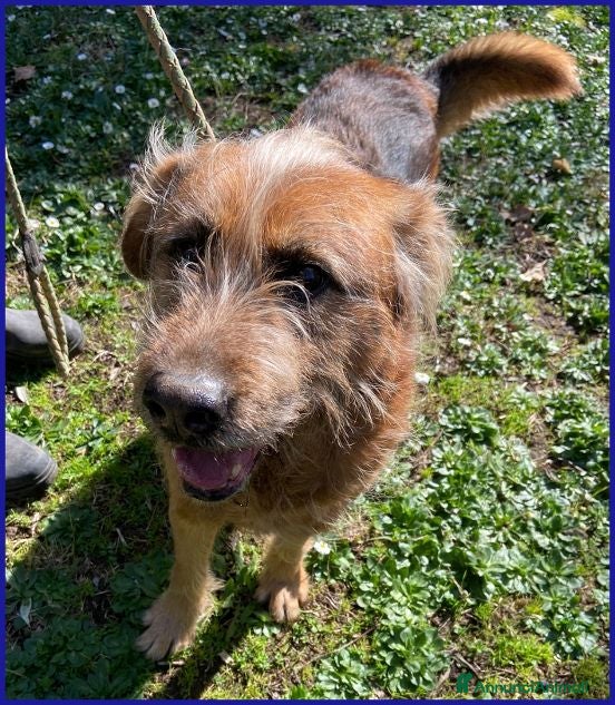 Meticcio cani FRED Flintstone dal ciuffo che conquista - Annuncio 36