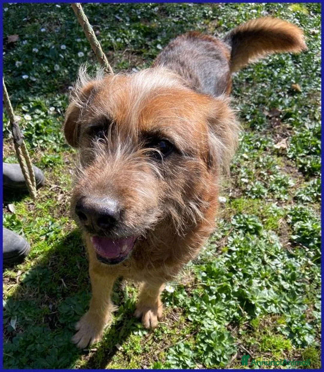 Meticcio cani in regalo: FRED Flintstone dal ciuffo che conquista - Annuncio 1