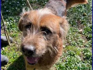 Meticcio cani FRED Flintstone dal ciuffo che conquista - Annuncio 36