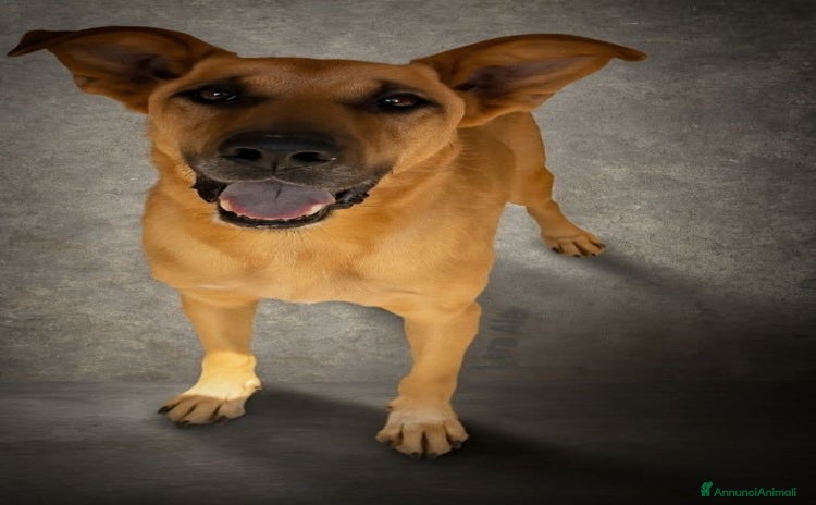 Pastore Tedesco cani - Annuncio 9