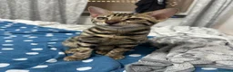 Bengala gatti in vendita: Gattina Bengala senza Pedigree - Annuncio 6