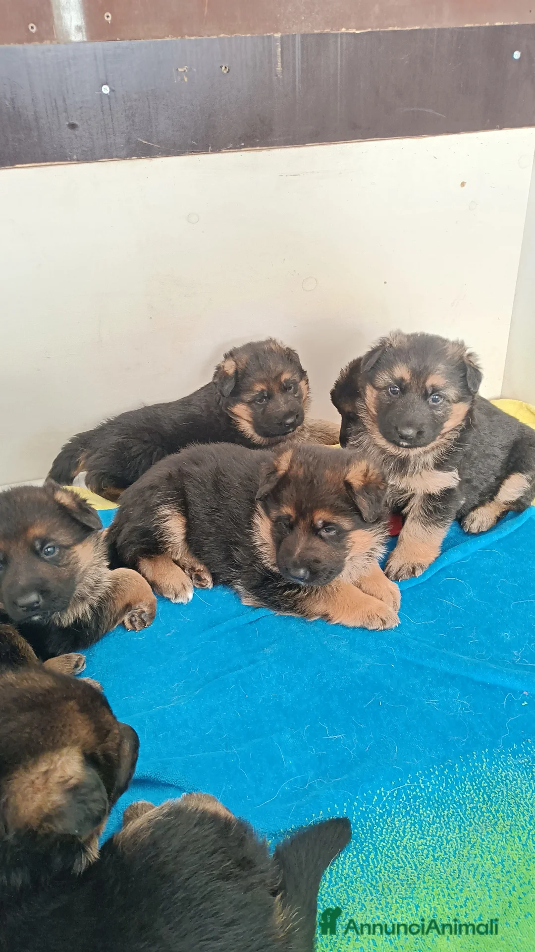 Pastore Tedesco cani in vendita: Cuccioli di pastore tedesco - Annuncio 1