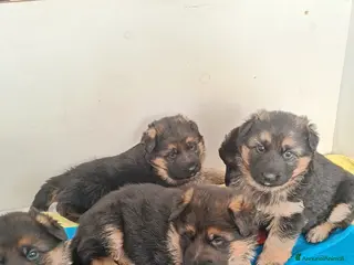 Pastore Tedesco cani Cuccioli di pastore tedesco - Annuncio 1