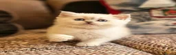 British gatti in vendita: British shorthair e longhair  - Annuncio 6