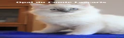 Ragdoll gatti in vendita: cucciola LILAC TORTIE MITTED stupenda con pedigree - Annuncio 4