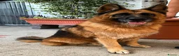 Pastore Tedesco cani in regalo: IBRA PASTORE TEDESCO - Annuncio 6