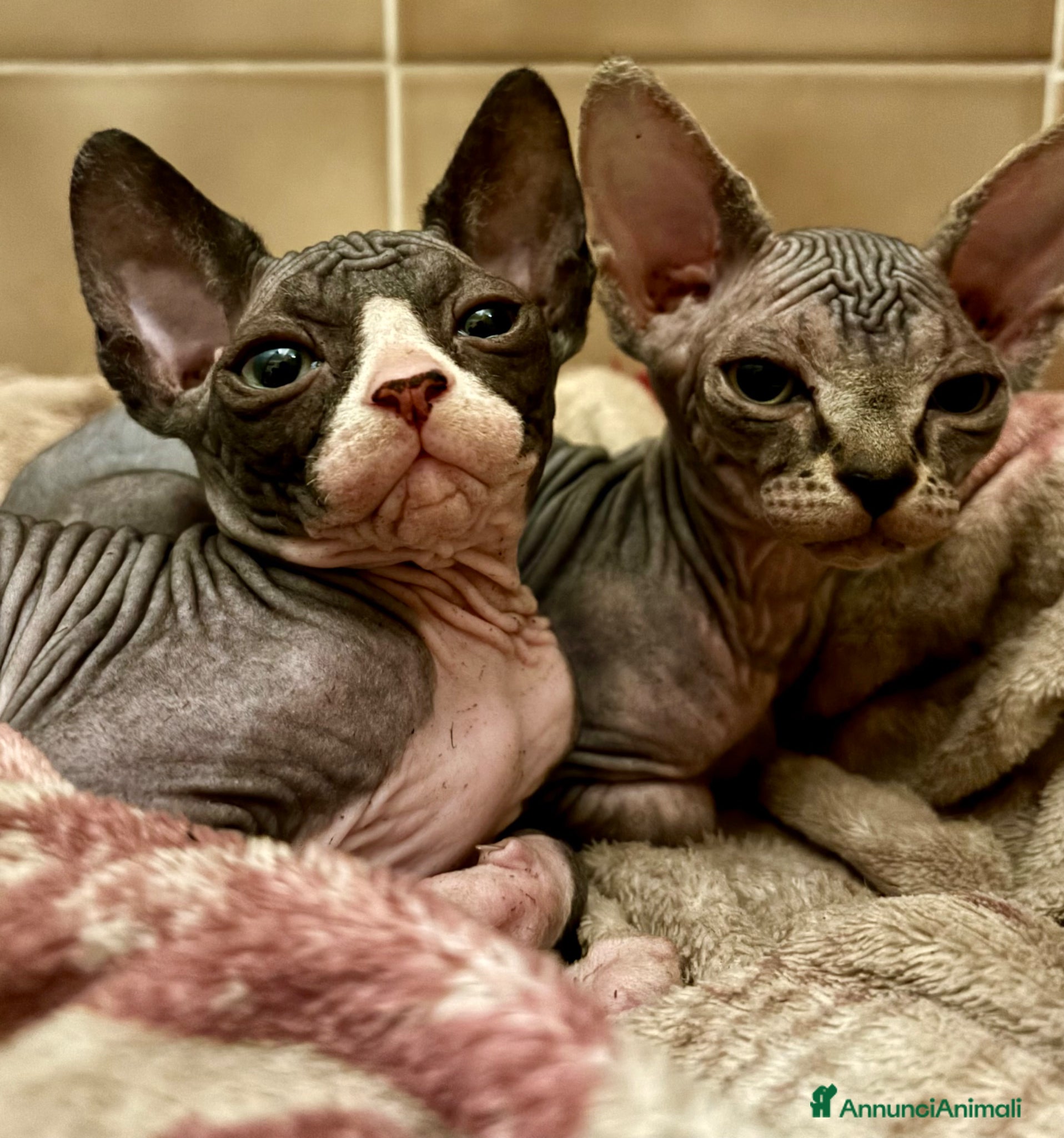 Sphynx gatti Cucciole Canadian Sphynx (possibile consegna) - Annuncio 20