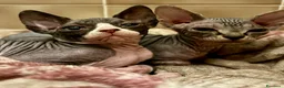 Sphynx gatti in vendita: Cucciole Canadian Sphynx (possibile consegna) - Annuncio 1