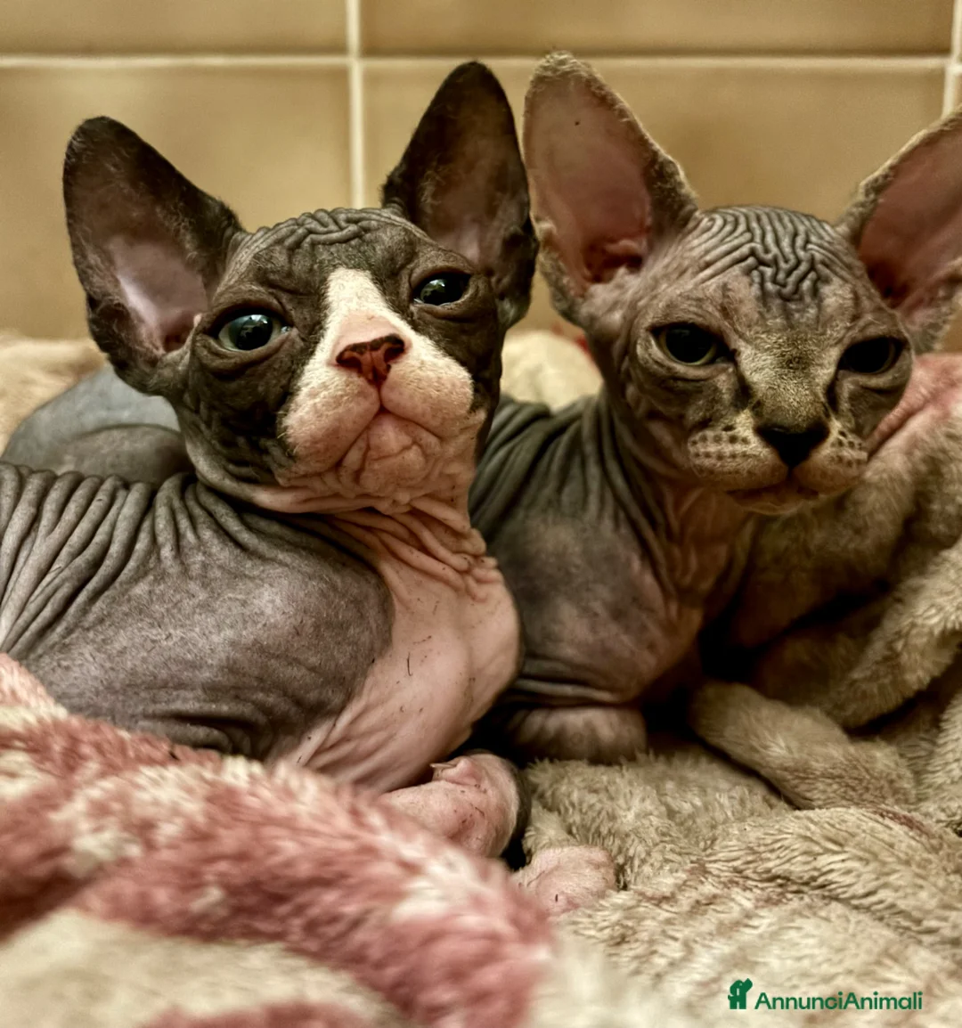 Sphynx gatti in vendita: Cucciole Canadian Sphynx (possibile consegna) - Annuncio 1