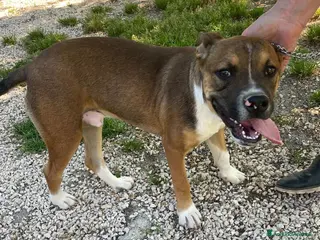 Pitbull cani CHI ADOTTA QUESTO SIMPATICO CUCCIOLONE? - Annuncio 1