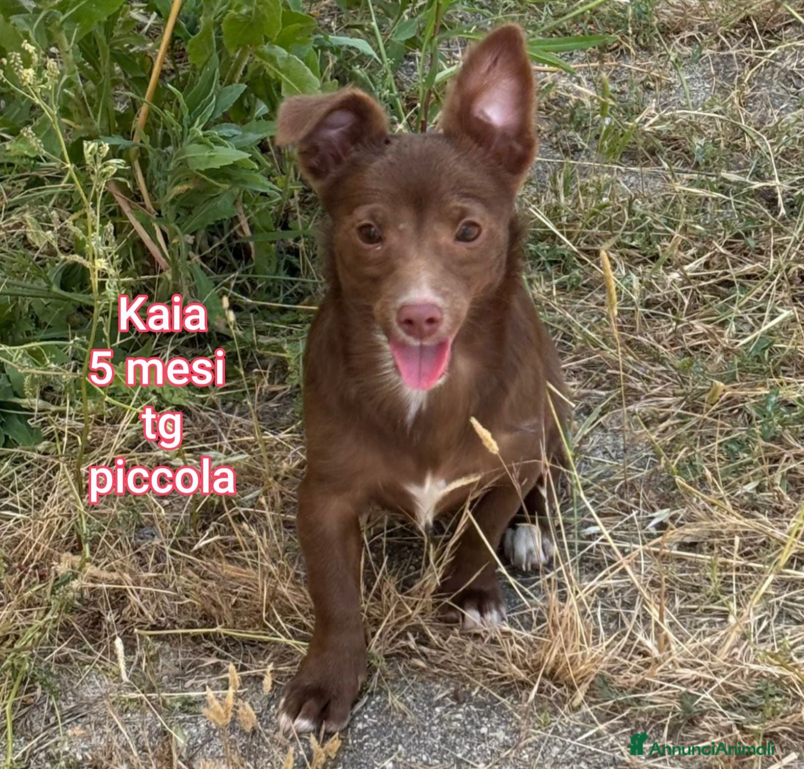 Meticcio cani CUCCIOLI: TEMPO SCADUTO, URGENTE  - Annuncio 5