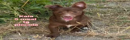 Meticcio cani in regalo: CUCCIOLI: TEMPO SCADUTO, URGENTE  a Provincia di Arezzo - Annuncio 1