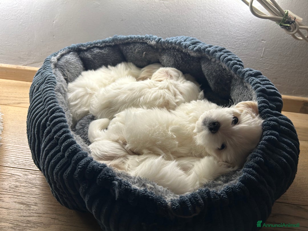 Maltese cani in vendita: Cuccioli Maltesi: Piccoli Tesori in Cerca di Casa - Annuncio 14