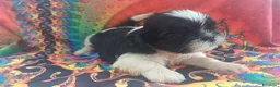 Shih Tzu cani in vendita: Cuccioli shih-tzu shitzu shihtzu con pedigree  - Annuncio 9