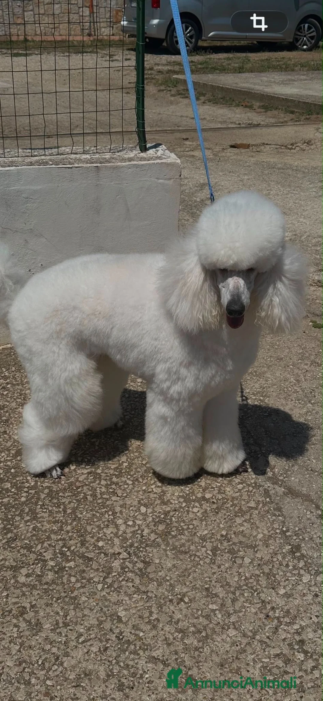 Barbone cani in vendita: CUCCIOLI BARBONE GIGANTE  a Provincia di Latina - Annuncio 6