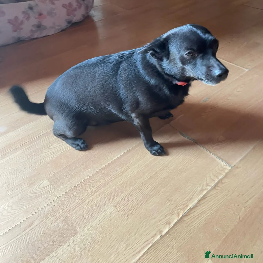 Meticcio cani in regalo: Orsetta, meravigliosa cagnolina cerca casa - Annuncio 2