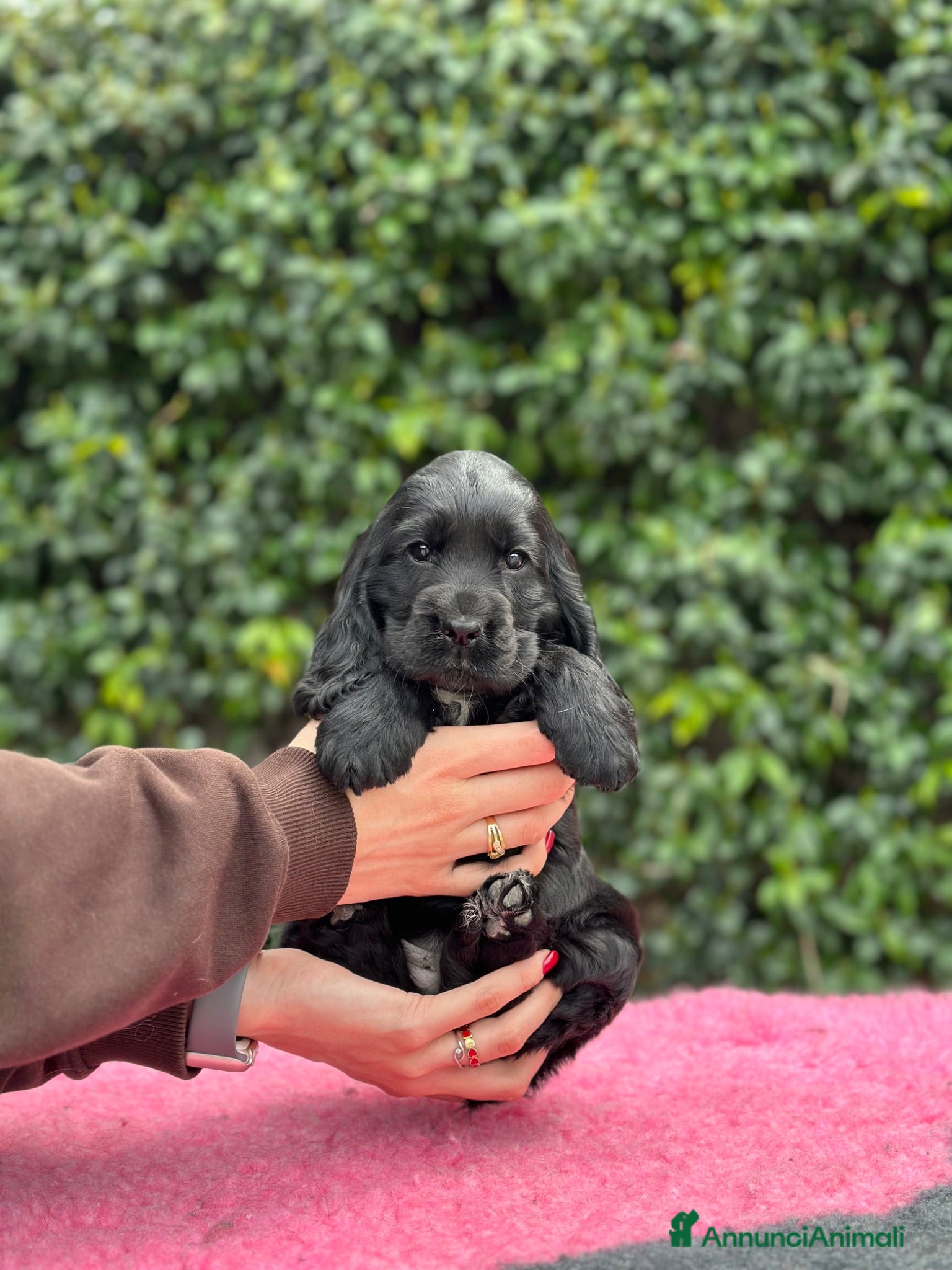 Cocker cani Cocker spaniel inglese  - Annuncio 1