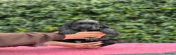Cocker cani in vendita: Cocker spaniel inglese  - Annuncio 1