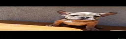 Bulldog Francese cani in vendita: Bulldog francese lillac merle - Annuncio 4