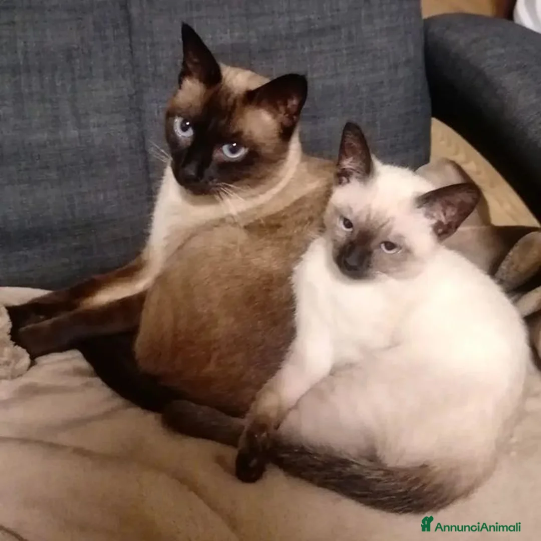 Siamese gatti in vendita: Gattini siamesi thay - Annuncio 1