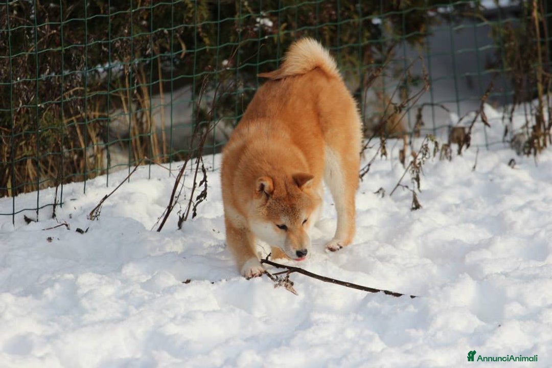 Immagine della galleria {{count}}