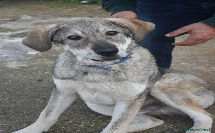 Meticcio cani - Annuncio 9