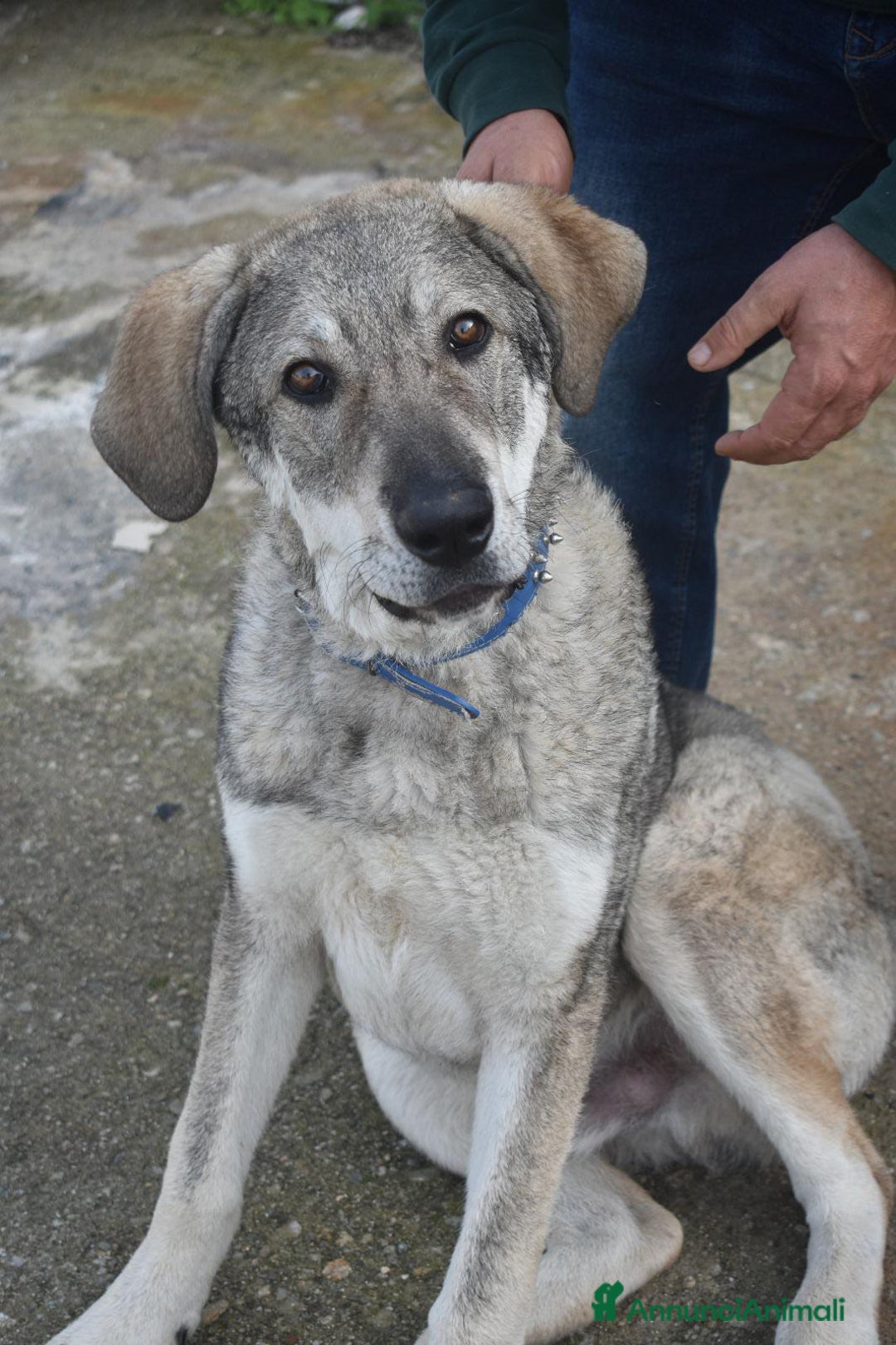 Meticcio cani in regalo: UNA MAMMA PER BALU - Annuncio 1