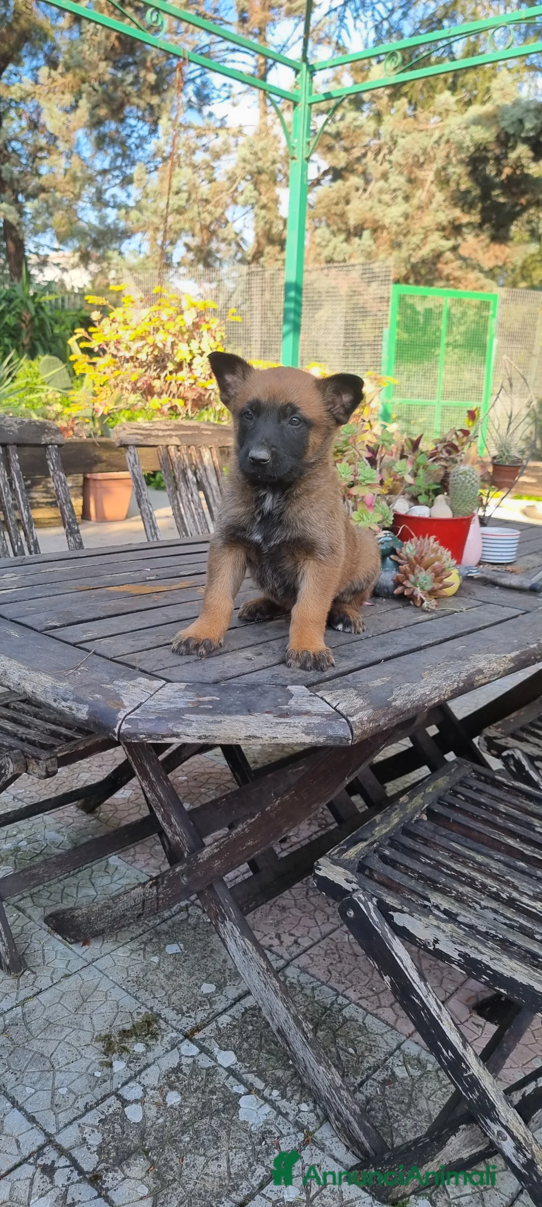 Pastore Belga cani in vendita: Cuccioli Pastore Belga Malinois con pedigree  - Annuncio 8