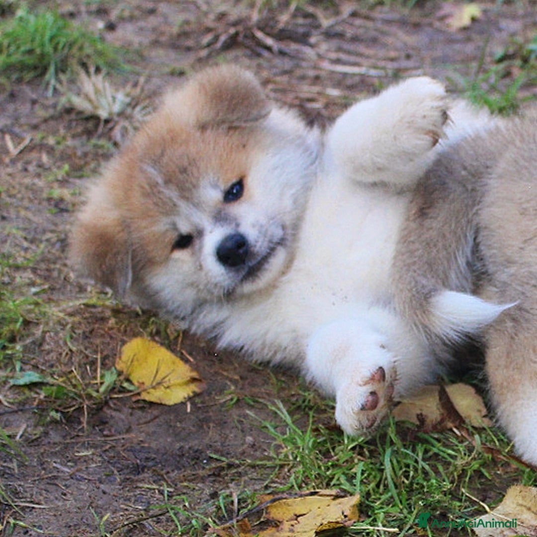 Akita Inu cani in vendita: CUCCIOLI AKITA INU  a Province of Monza and Brianza - Annuncio 9